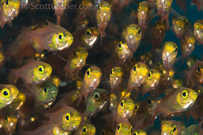 Schooling glassfish underwater, bali