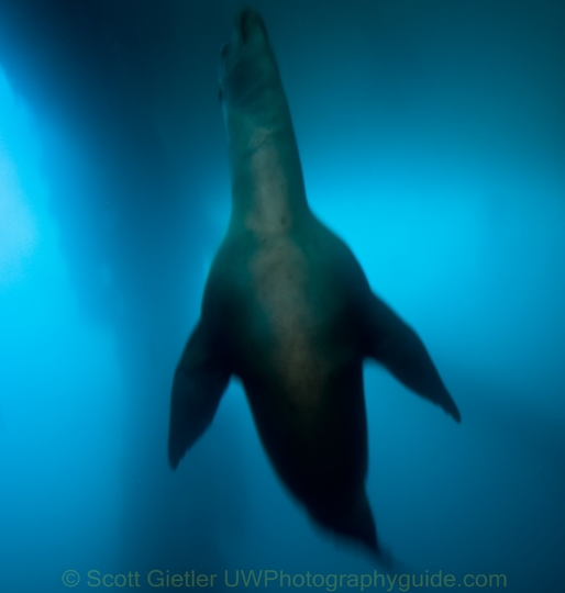 sea lion underwater photography