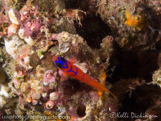 olympus 60mm macro lens underwater photography review