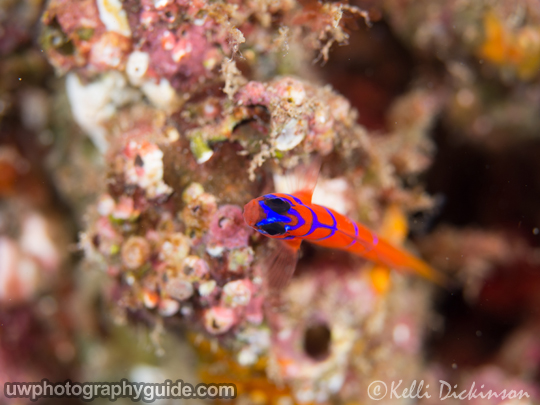 olympus 60mm underwater photography review