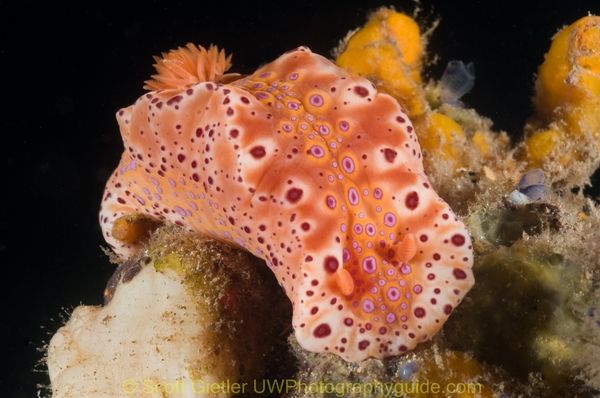 red nudibranch macro underwater photo