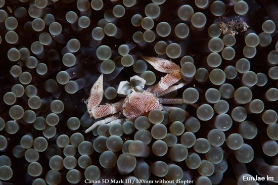 Canon 5D Mark 3 Underwater Macro