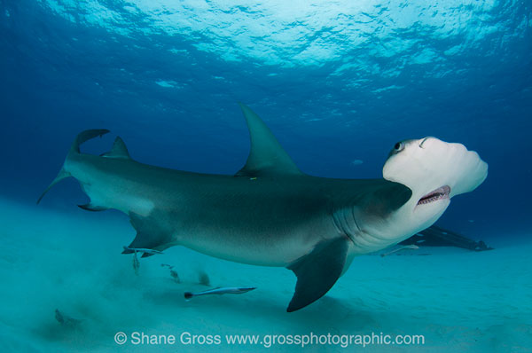 Bimini Hammerhead Shark