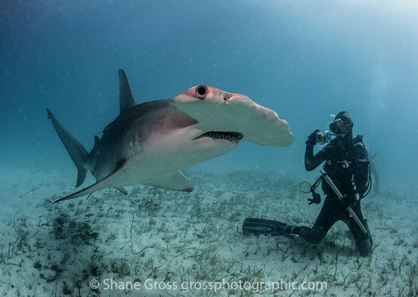 Bimini Hammerhead Shark and scuba diver