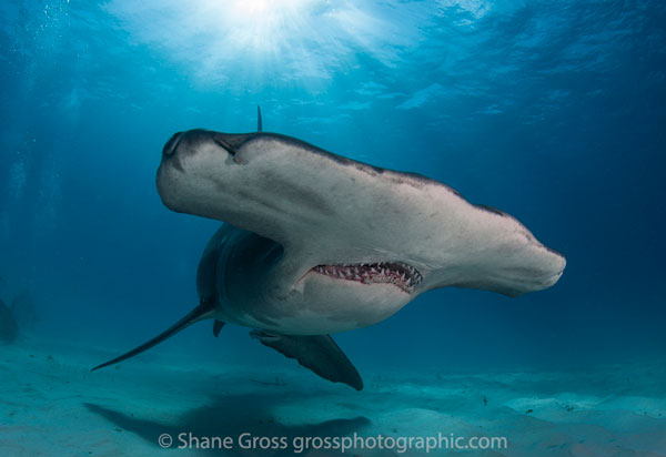 Bimini Hammerhead Shark