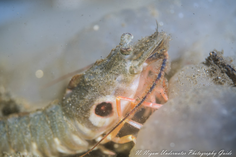 Target Shrimp and squid eggs lit up by Kraken Hydra 2500