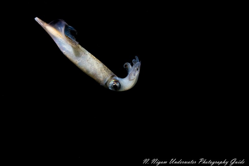 Squid lit up by Kraken Hydra 2500 Macro on 100% flood