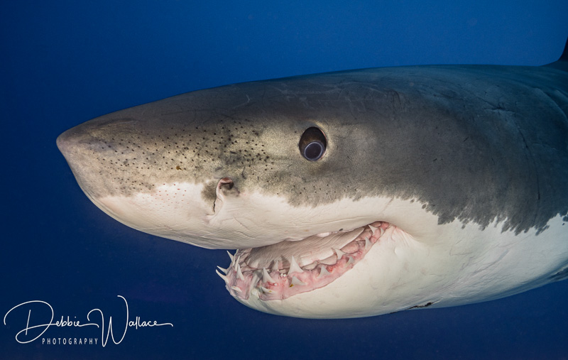 Guadalupe Great White Shark Close-up