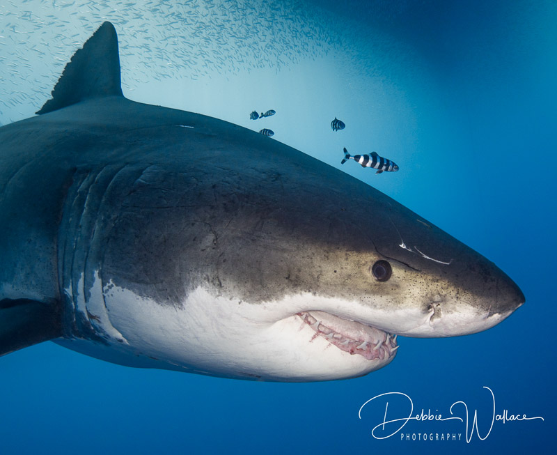 Guadalupe Great White Shark
