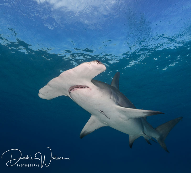 Hammerhead Shark