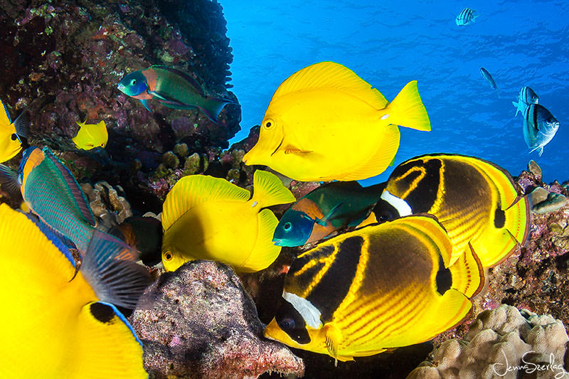 Reef Fish Lanai, Hawaii