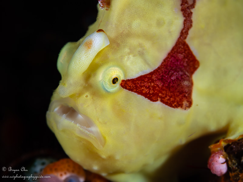 Frogfish facts, species, behavior, and photos - Underwater Photography Guide