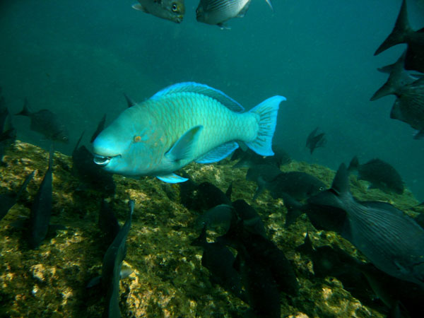 Coiba Island Scuba Diving