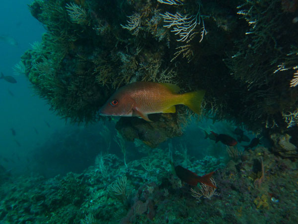 Coiba Island Scuba Diving