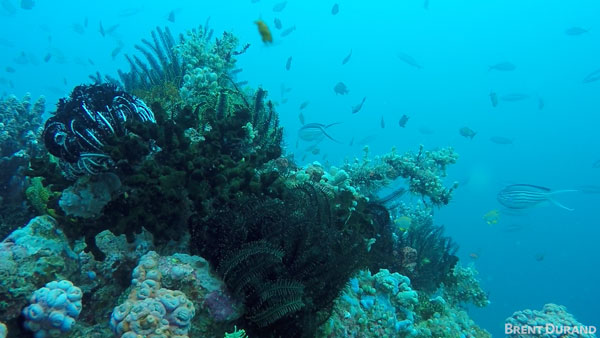 GoPro underwater magenta filter