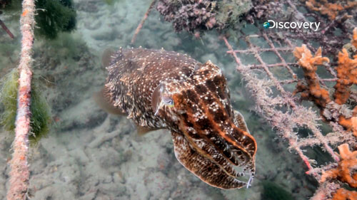 Sisters Islands Marine Park cuttlefish