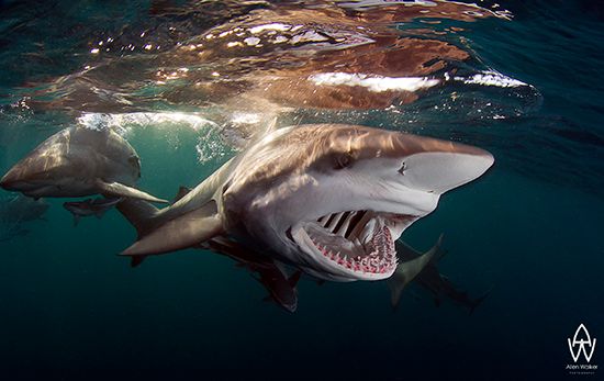 Shark photo in Aliwal Shoal South Africa