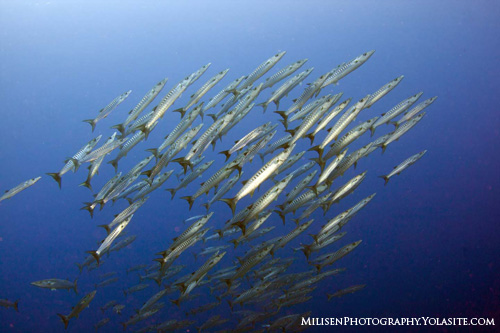 Kosrae Barracuda