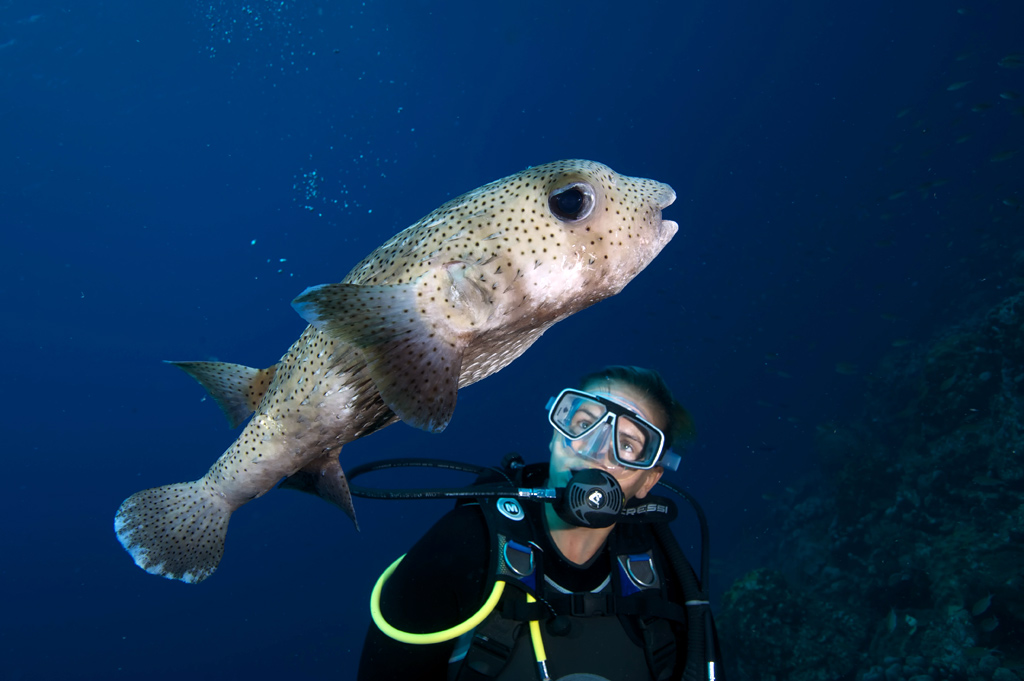Diver and Large Porcupine Fish