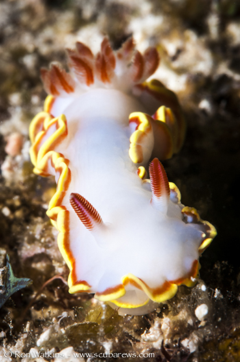 sedna nudibranch
