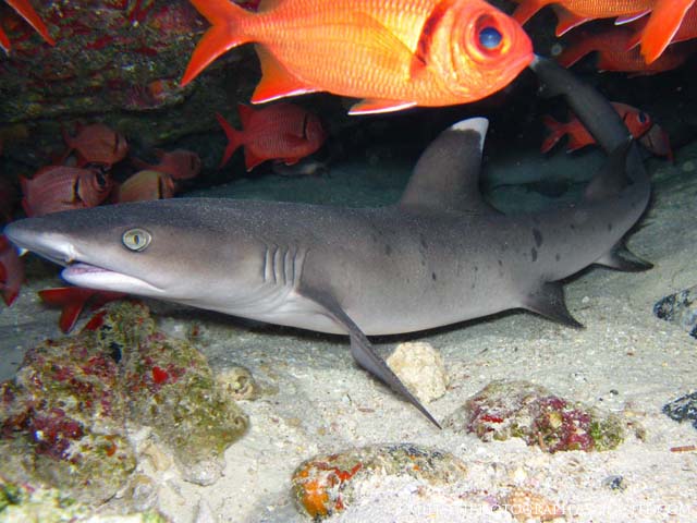 whitetip shark at molokini