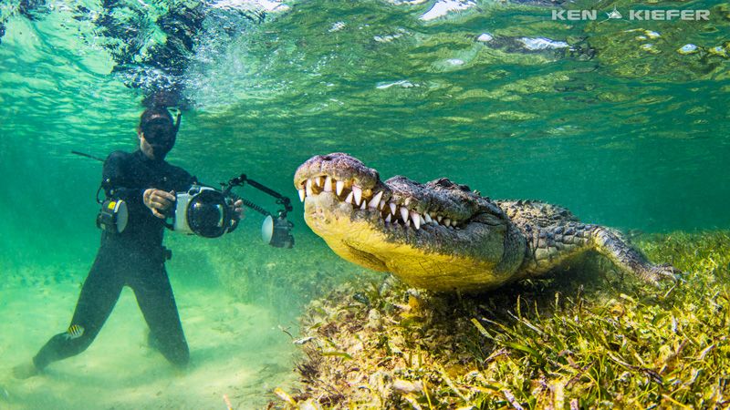 diving with crocs at chincorro