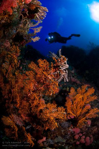 Komodo Reefscape