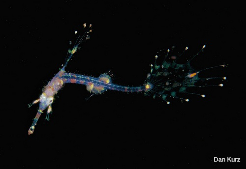 D7100 underwater photo of ghost pipefish