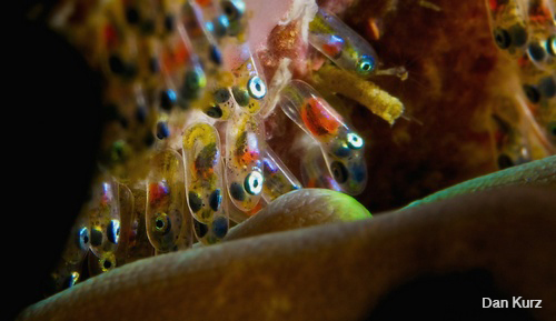 D7100 underwater photo of clownfish eggs