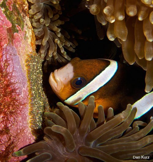 D7100 underwater photo of clownfish