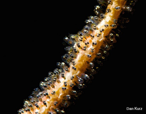 D7100 underwater photo of damselfish eggs