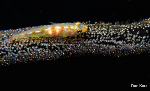 D7100 underwater photo of goby with eggs