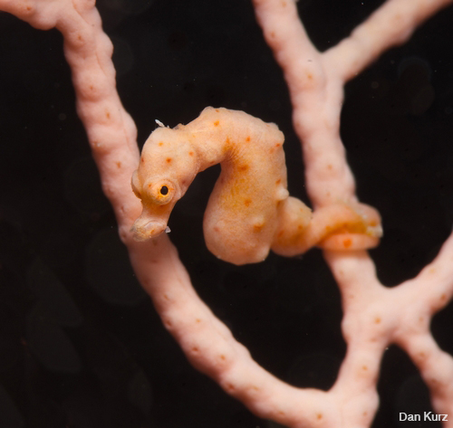 D7100 underwater photo of pygmy seahorse