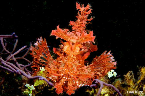 D7100 underwater photo of rhinopia