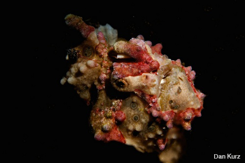 D7100 underwater photo of frogfish