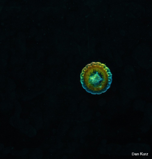 D7100 underwater photo of jellyfish