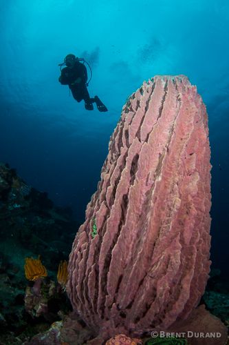 Barrel Sponge