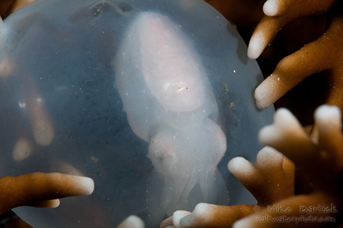 Pharoe Cuttlefish Egg
