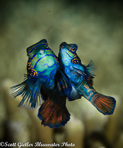 mandarin fish underwater
