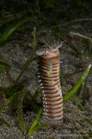 bobbit worm