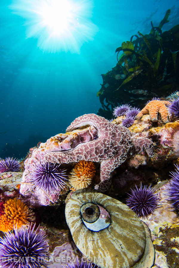 Reef Scene in Malibu