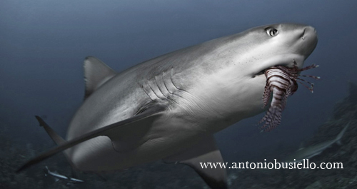 Shark eating Lionfish