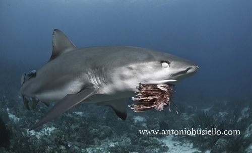 Shark eating Lionfish