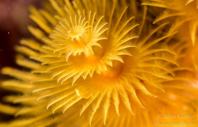 Christmas tree worm underwater