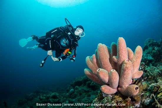 Diver in Scene