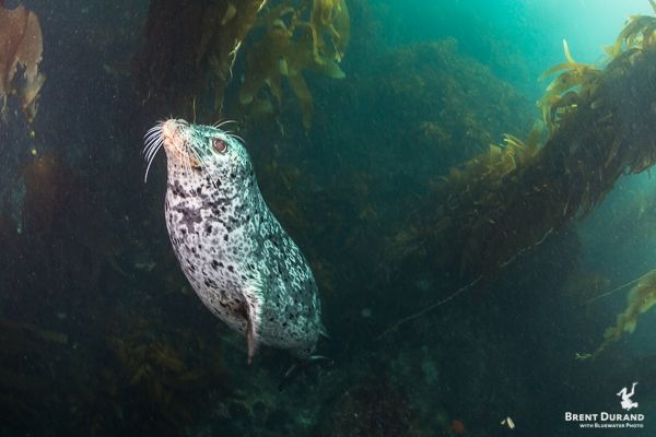 Santa Cruz Island underwater