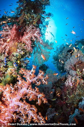Underwater Reefscape