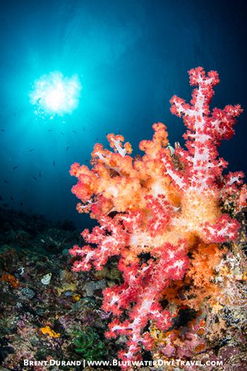Underwater Reefscape
