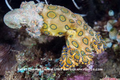 Mating Blue-Ringed Octopus