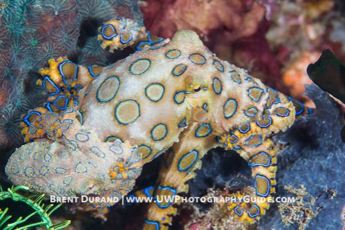 Mating Blue-Ringed Octopus